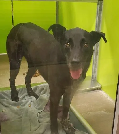 An adult large-sized male Cattle Dog dog named Ruger for adoption in Kansas City, MO