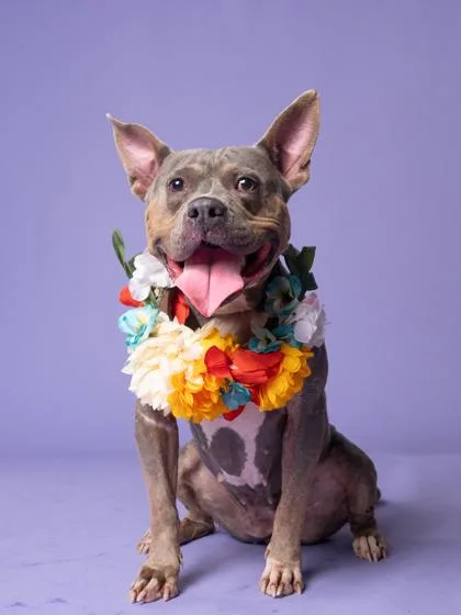 An adult large-sized female Pit Bull Terrier dog named Blue Bell for adoption in Atlanta, GA