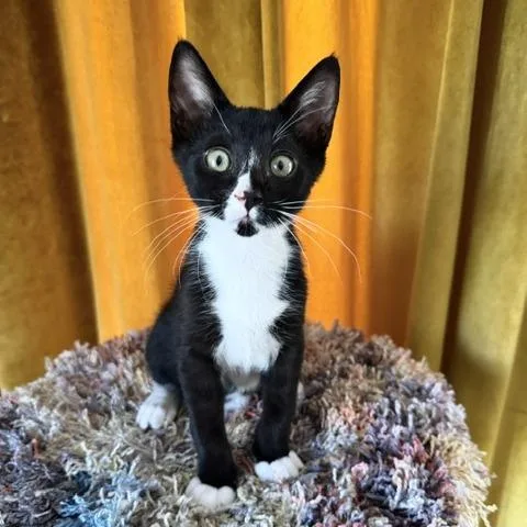 A baby medium-sized male Black Domestic Short Hair cat named Twenty for adoption in Redwood City, CA