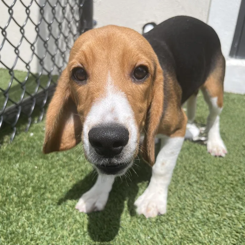 A baby small-sized male Yellow / Tan / Blond / Fawn Beagle dog named BBF  aka Timon for adoption in LOXAHATCHEE, FL