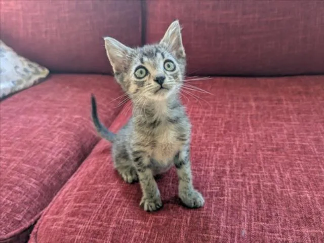 A baby small-sized male Domestic Short Hair cat named Rusty for adoption in Chapel Hill, NC