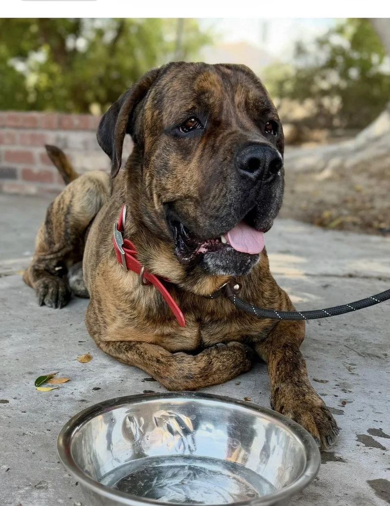 A young extra large-sized male Mastiff dog named Duke for adoption in Glendale, AZ