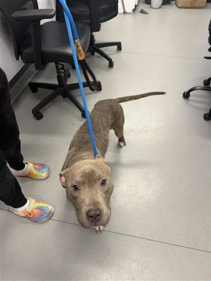 An adult medium-sized male Mixed Breed dog named Diesel for adoption in West Chester, PA