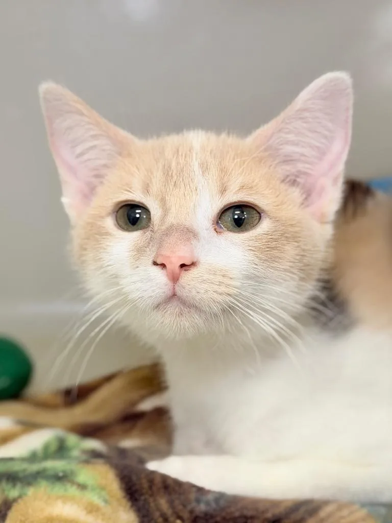 A baby medium-sized female Domestic Short Hair cat named Sprout for adoption in Menomonie, WI
