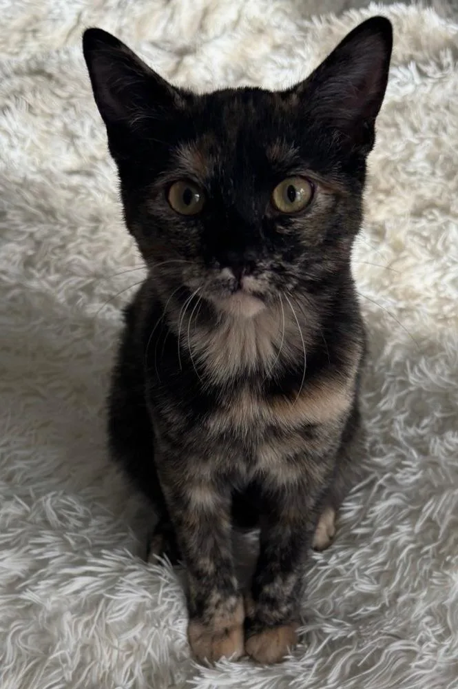 Speckles thumbnail 3