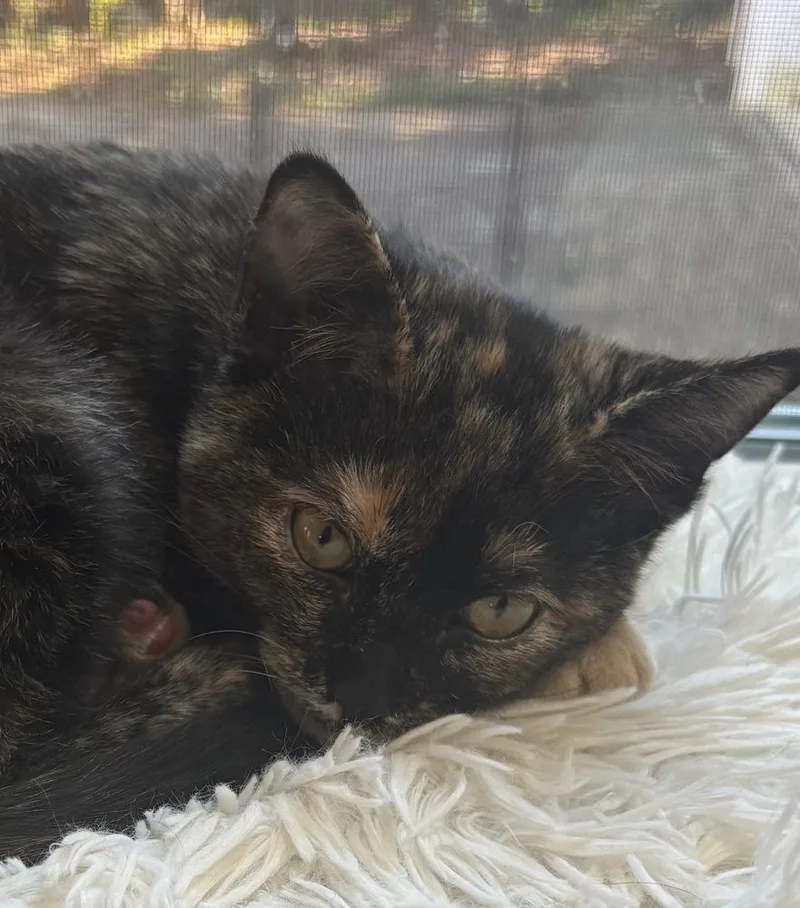 Speckles thumbnail 4