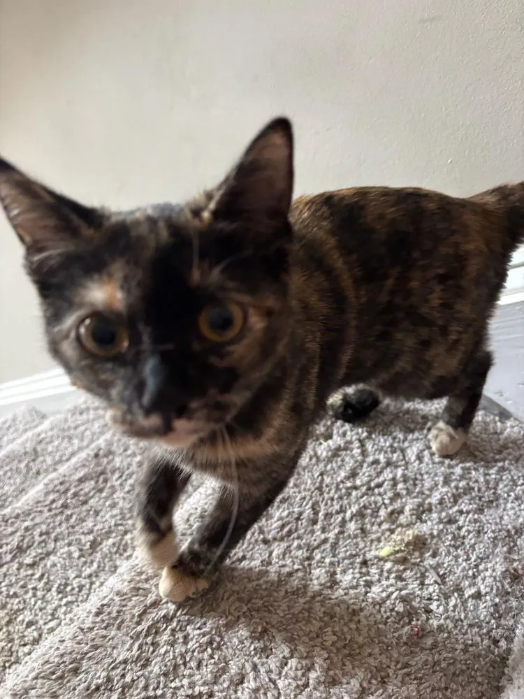 Speckles thumbnail 6