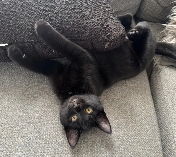 A baby medium-sized female Domestic Short Hair cat named Lola for adoption in Kingston, NY