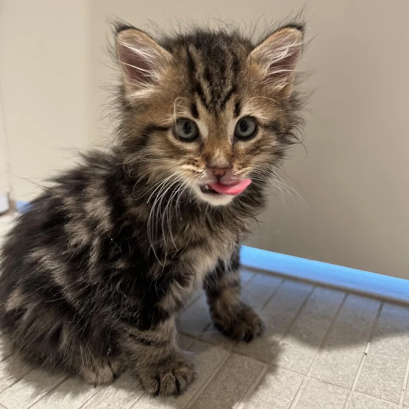 A baby small-sized female Tortoiseshell Domestic Short Hair cat named Luz for adoption in Middle Village, NY