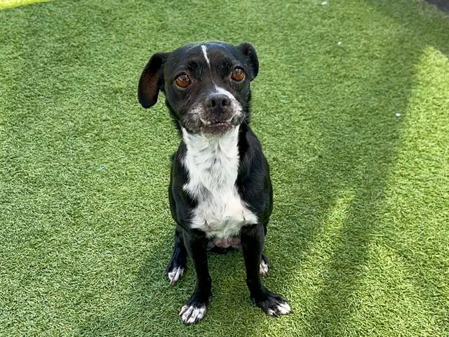 An adult small-sized female Pug dog named Paige for adoption in Tustin, CA