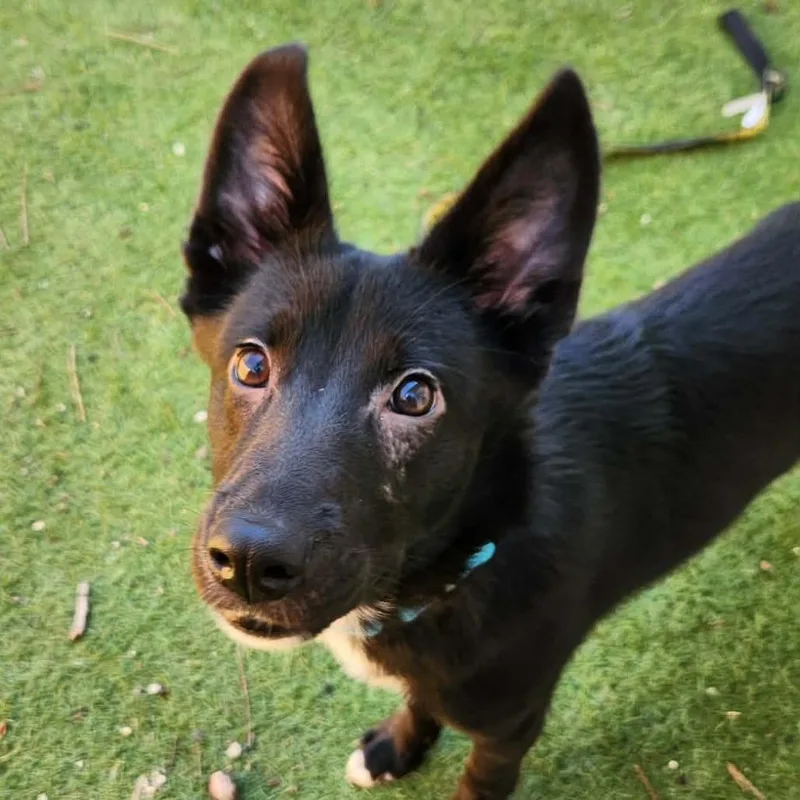 A young medium-sized male Black Finnish Spitz dog named Keegan Sc for adoption in Austin, TX