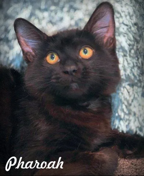 A young large-sized male Domestic Medium Hair cat named Pharoah for adoption in Anaheim Hills, CA