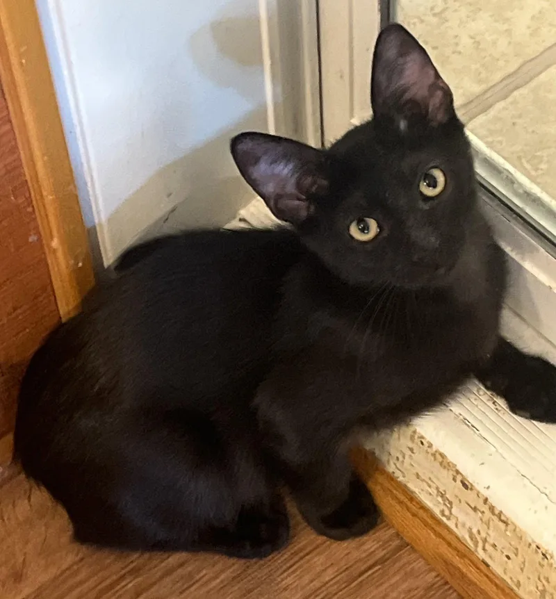 A baby small-sized male Black Domestic Short Hair cat named Buckie for adoption in Phoenix, AZ