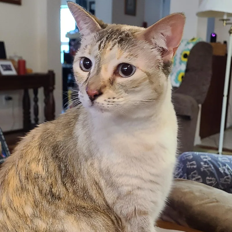 An adult large-sized female Domestic Short Hair cat named Delilah for adoption in Gainesville, FL