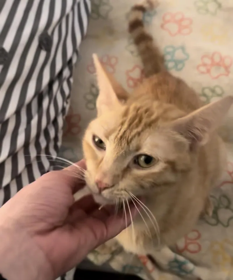 A young medium-sized female Orange / Red Domestic Short Hair cat named Princess Gisela for adoption in Chandler, AZ