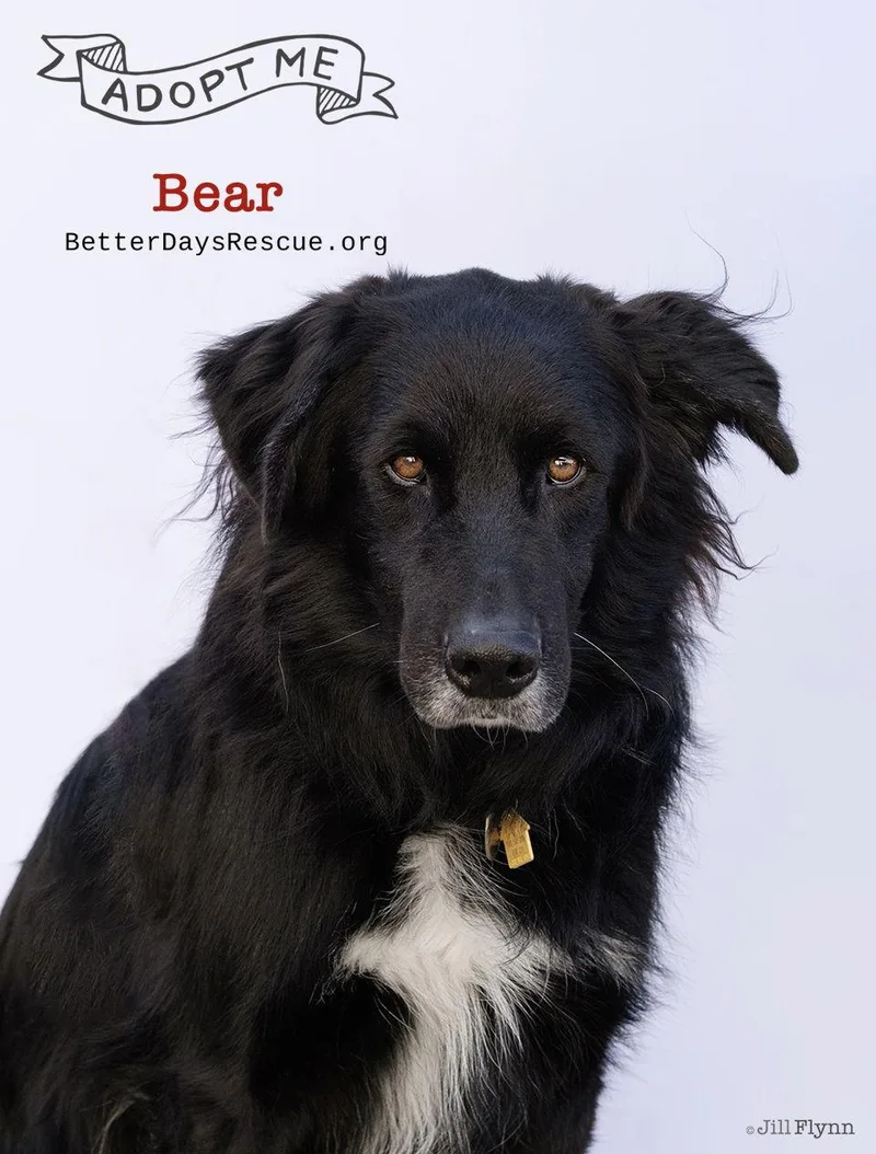 An adult extra large-sized male Flat-Coated Retriever dog named Bear for adoption in Scottsdale, AZ
