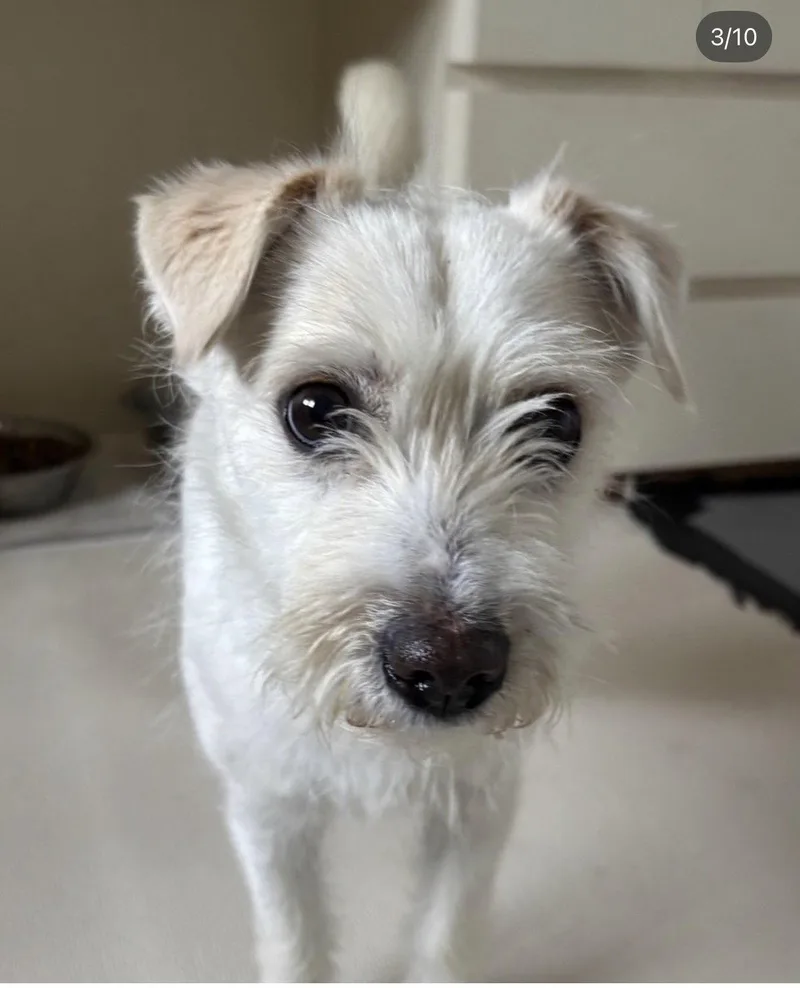 A young small-sized female Jack Russell Terrier dog named Mona for adoption in Agoura Hills, CA