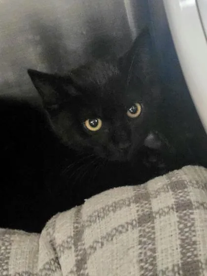 A young small-sized male Domestic Short Hair cat named Licorice for adoption in Roseville, CA