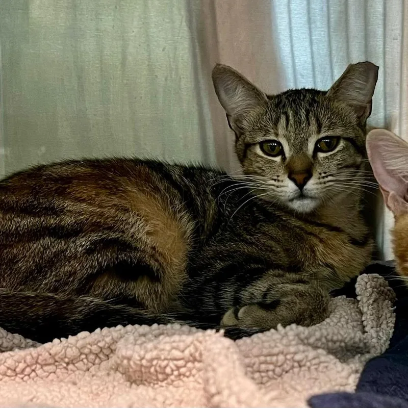A young medium-sized female Domestic Short Hair cat named Suki for adoption in Cumming, GA