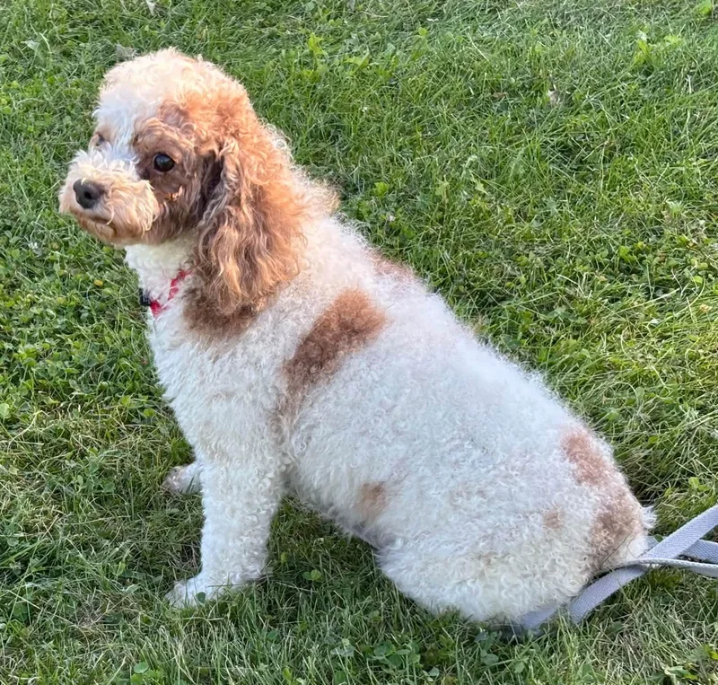 An adult small-sized male White / Cream Miniature Poodle dog named Bobby for adoption in Orland Park, IL