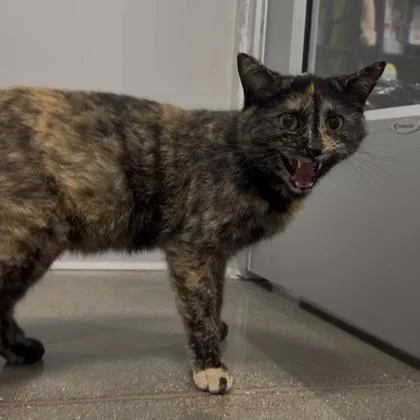 A young small-sized female Domestic Short Hair cat named Karen for adoption in Janesville, WI