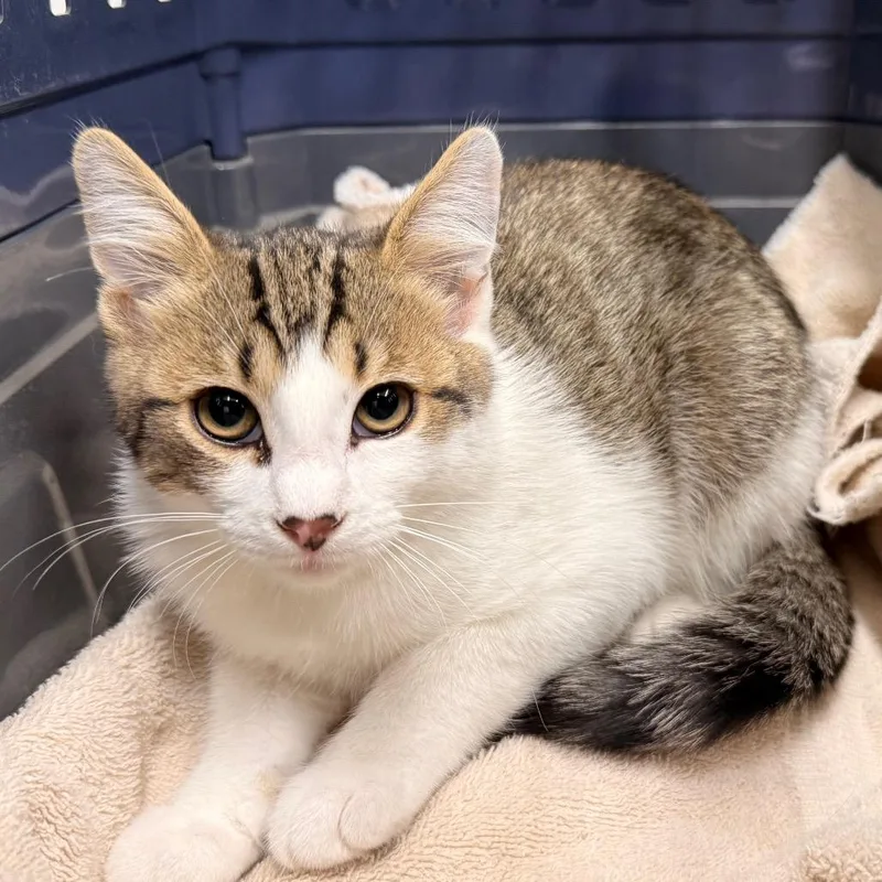 A baby small-sized male Domestic Short Hair cat named Gadget for adoption in Rangely, CO