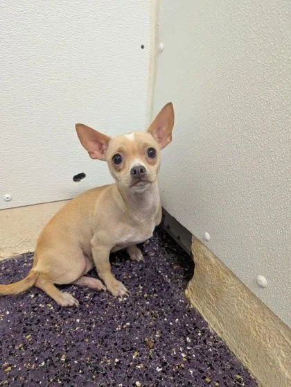 A young small-sized female Chihuahua dog named P!nk for adoption in Divide, CO