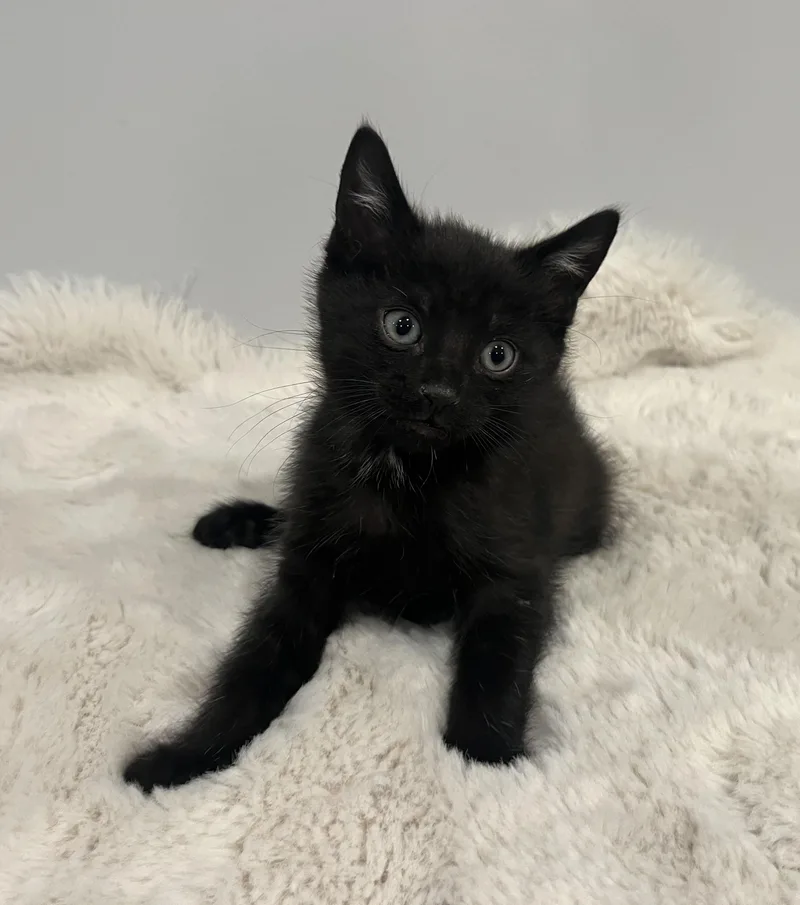 A baby medium-sized male Black Domestic Short Hair cat named Jet for adoption in Chicago, IL