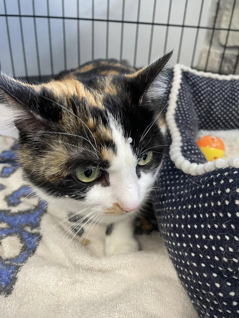 An adult medium-sized female Calico cat named Tillie Must Apply In for adoption in Georgetown, KY