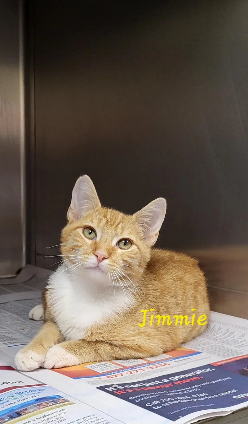 A young medium-sized male Orange & White Domestic Short Hair cat named Jimmie for adoption in Marion, MS