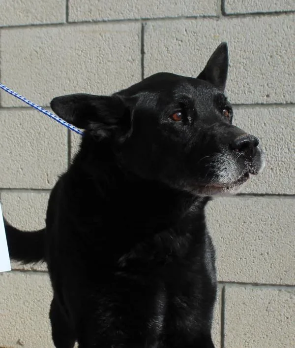 A senior extra large-sized male Labrador Retriever dog named Jr  Horse for adoption in Oceanside, CA