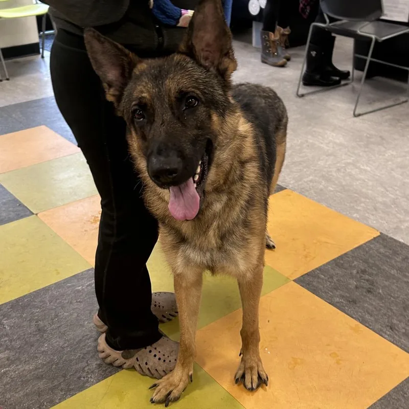 An adult large-sized male Brown / Chocolate German Shepherd Dog dog named Havoc for adoption in Philadelphia, PA