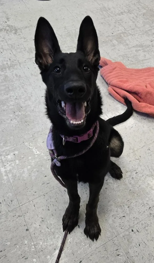 A baby small-sized female Belgian Shepherd / Malinois dog named Wren for adoption in Salt Lake City, UT