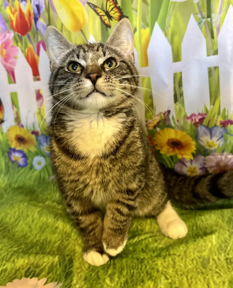 A baby large-sized male Domestic Short Hair cat named Shamrock for adoption in Cincinnati, OH