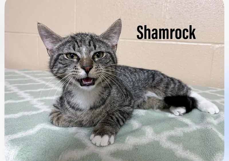 Shamrock thumbnail 2