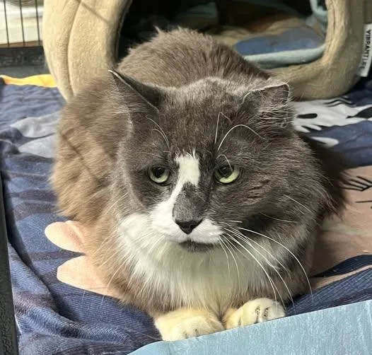 An adult medium-sized male Domestic Medium Hair cat named Dusty for adoption in Caribou, ME