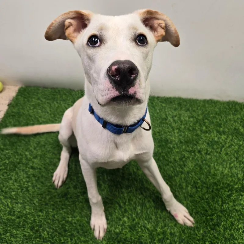 A young medium-sized male Yellow / Tan / Blond / Fawn Mixed Breed dog named Caesar for adoption in Columbia, MO