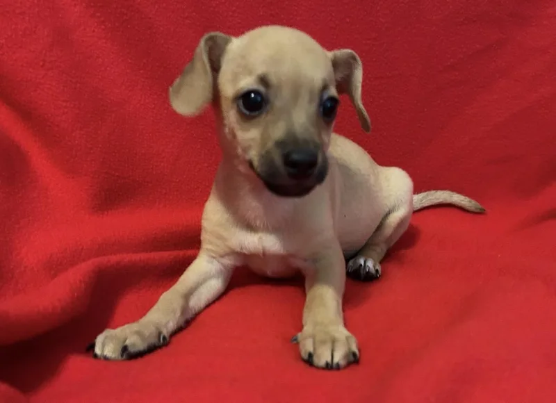A baby small-sized male Chihuahua dog named Cash for adoption in La Palma, CA