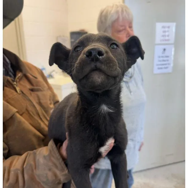 A baby small-sized male Black Mixed Breed dog named Nick for adoption in Dillon, SC