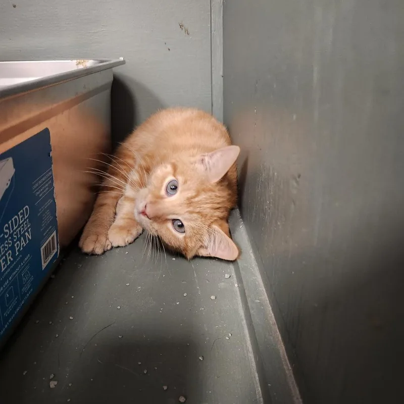 A baby small-sized female Orange / Red Domestic Short Hair cat named Clementine for adoption in Brockton, MA