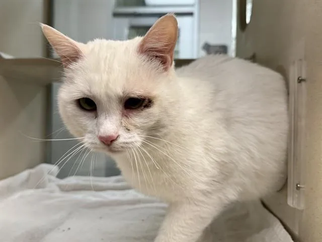 A senior large-sized female Domestic Short Hair cat named Mason for adoption in Pueblo, CO