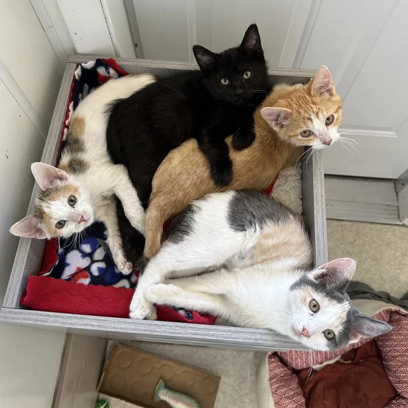 An adult small-sized female Calico Domestic Short Hair cat named Candy for adoption in Kanab, UT