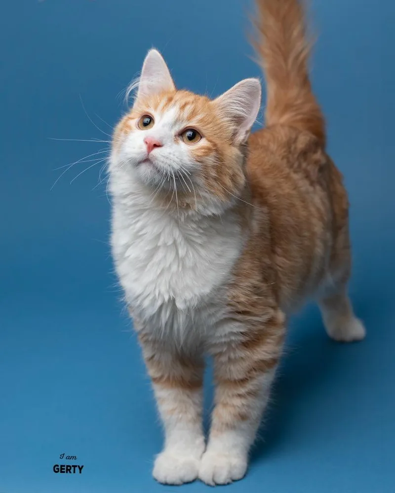 A baby small-sized male Domestic Short Hair cat named Gerty for adoption in Boone, IA