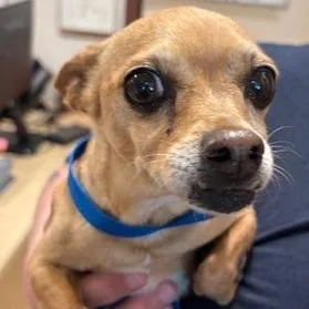 An adult small-sized male Chihuahua dog named Senor for adoption in Reno, NV