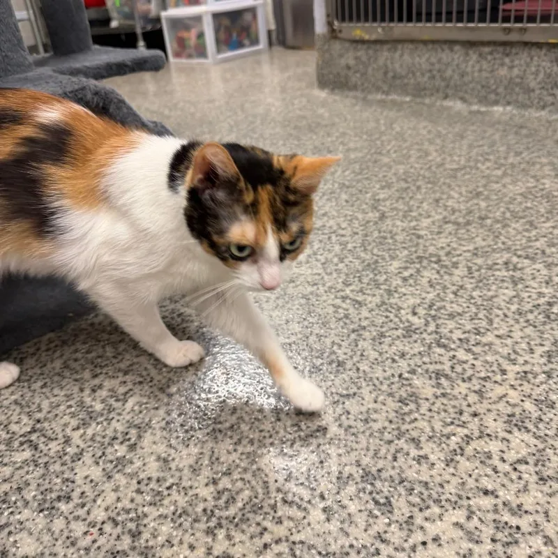 A young small-sized female Calico Domestic Short Hair cat named Trina for adoption in Falls Church, VA