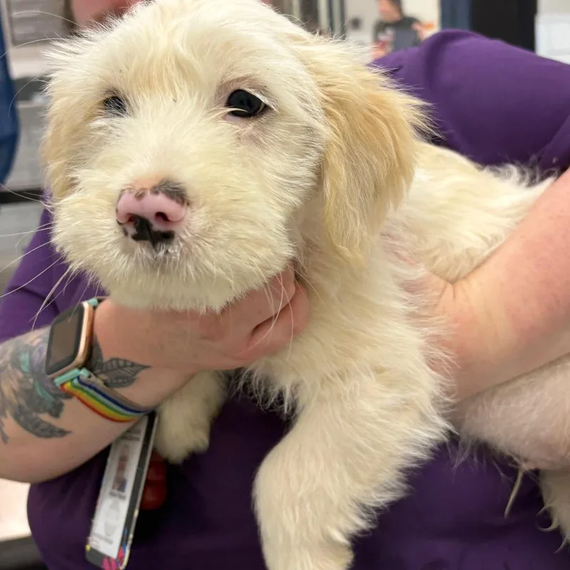 A baby small-sized male White / Cream Terrier dog named Yeti for adoption in Morganton, NC