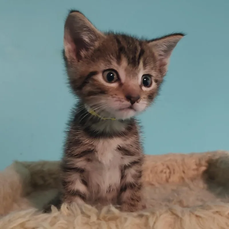 A baby small-sized male Gray / Blue / Silver Domestic Short Hair cat named Sam for adoption in Fairfax Station, VA