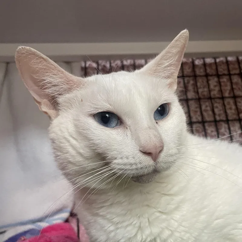 An adult large-sized female White Domestic Short Hair cat named Melissa for adoption in Chicago, IL