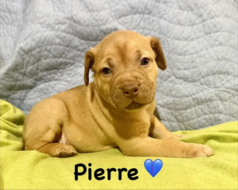 A baby medium-sized male Staffordshire Bull Terrier dog named Pierre Belles & Beau for adoption in Holly Springs, NC