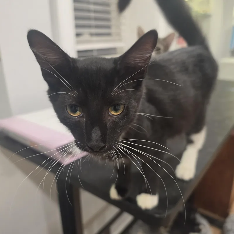 A baby medium-sized male Black & White / Tuxedo Tuxedo cat named Micco for adoption in Lawrenceville, GA